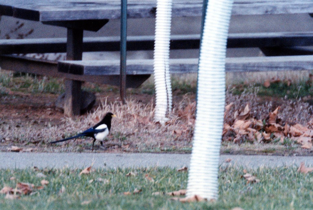 Magpie, Yellow-billed, Dell Valle Pk, 12-1994 B03P59I01.jpg - Yellow-billed Magpie